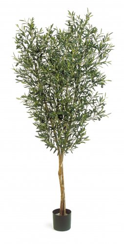 Натуральная Олива с оливками