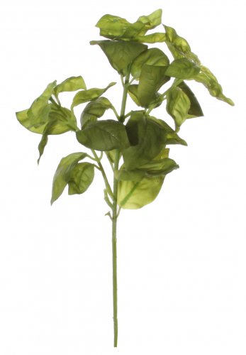Базилик зеленый 30 см