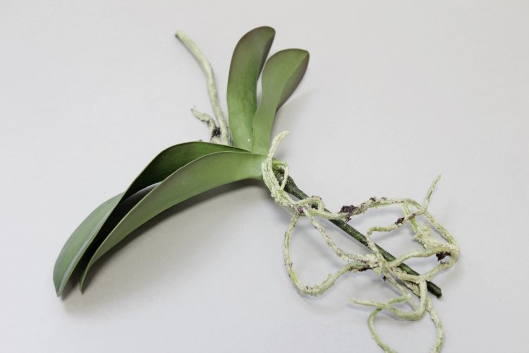 Искусственнный лист орхидеи
