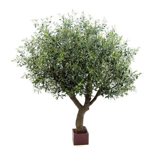 Оливковое дерево 210см