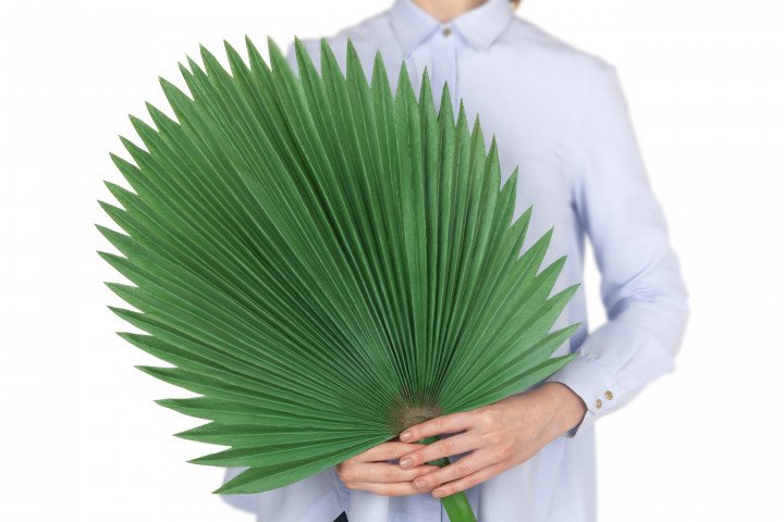 Лист веерной пальмы