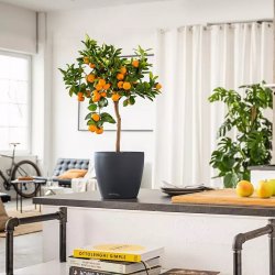 DECO 10 weiß (4).jpeg