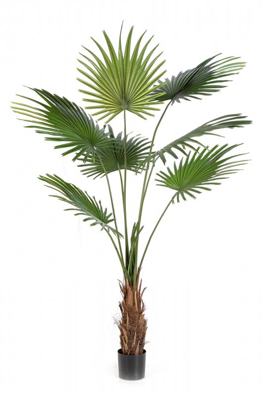 47707N-iskusstvennaya-palma-vashingtoniya-washingtonia-tree-200-cm.jpg.jpg