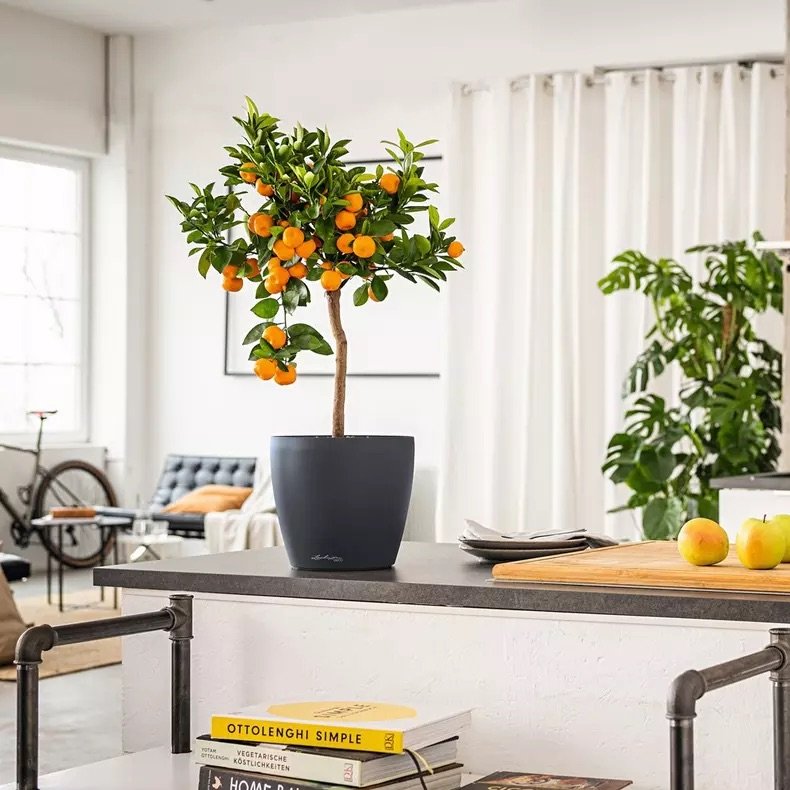 Kashpo_Lechuza_DECO_10_3