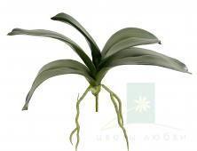 Листья фаленопсиса SHISHI 31 см