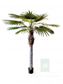 Искусственная пальма Вашингтония (Washingtonia Palm) 270 см