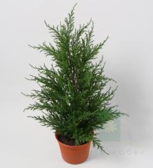 Кипарис в горшке 40 см — Искусственное хвойное дерево Treez Collection 