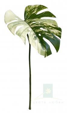 Искусственный лист Монстеры кремово зеленый 70 см