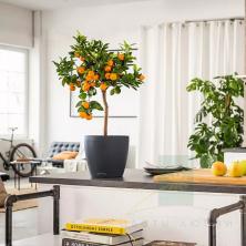 Кашпо Lechuza Classico DECO 21