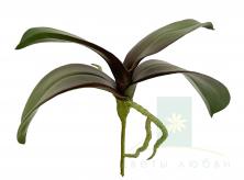 Листья фаленопсиса SHISHI 27 см