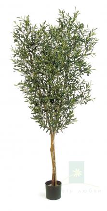 Натуральная Олива с оливками