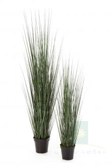 Зебра Грацилис