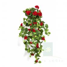 Герань ампельная 90 см – Цветущее настроение без хлопот