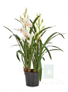Орхидея Цимбидиум 80см
