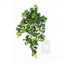 Циссус ампельный 70–90 см – Ботаническая грация и стиль