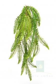 Дикий Бостонский папоротник