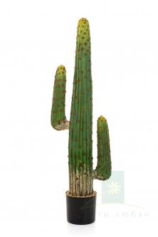 Мексиканский кактус