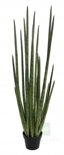 Сансиверия