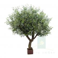 Оливковое дерево 210см