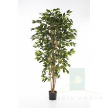 Фикус Нитида