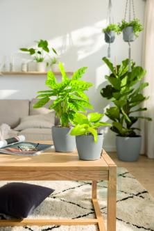 Кашпо Lechuza Classico Color 14