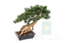 Искусственный мини-бонсай сосна Парвифлора в чёрном горшке, 55 см