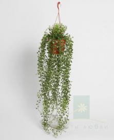 Мулленбекия на подвесном горшке 80 см — Искусственная лиана Treez Collection